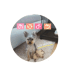 ヨーキー犬《MOCO》（個別スタンプ：12）