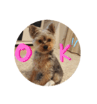 ヨーキー犬《MOCO》（個別スタンプ：13）
