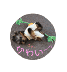 ヨーキー犬《MOCO》（個別スタンプ：14）