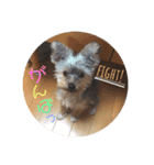 ヨーキー犬《MOCO》（個別スタンプ：15）