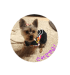 ヨーキー犬《MOCO》（個別スタンプ：17）