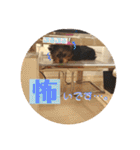 ヨーキー犬《MOCO》（個別スタンプ：18）