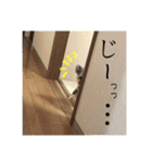 ヨーキー犬《MOCO》（個別スタンプ：20）