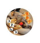 ヨーキー犬《MOCO》（個別スタンプ：21）