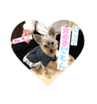 ヨーキー犬《MOCO》（個別スタンプ：22）