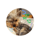 ヨーキー犬《MOCO》（個別スタンプ：23）