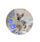ヨーキー犬《MOCO》（個別スタンプ：24）