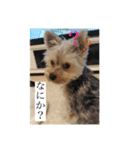 ヨーキー犬《MOCO》（個別スタンプ：25）