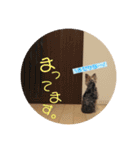 ヨーキー犬《MOCO》（個別スタンプ：28）