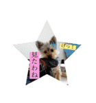 ヨーキー犬《MOCO》（個別スタンプ：29）