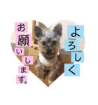 ヨーキー犬《MOCO》（個別スタンプ：30）