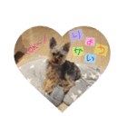 ヨーキー犬《MOCO》（個別スタンプ：31）