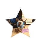 ヨーキー犬《MOCO》（個別スタンプ：32）