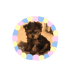 ヨーキー犬《MOCO》（個別スタンプ：33）