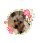 ヨーキー犬《MOCO》（個別スタンプ：38）