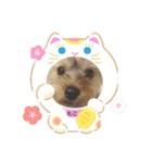 ヨーキー犬《MOCO》（個別スタンプ：39）