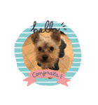 ヨーキー犬《MOCO》（個別スタンプ：40）