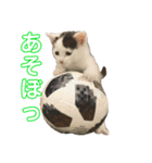 らにとぽんずの日常スタンプ（個別スタンプ：8）