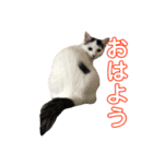 らにとぽんずの日常スタンプ（個別スタンプ：9）