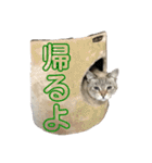 らにとぽんずの日常スタンプ（個別スタンプ：13）