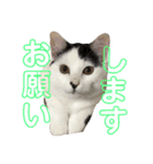 らにとぽんずの日常スタンプ（個別スタンプ：17）