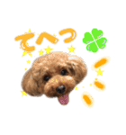 トイプードル～coto～ かわいい犬ver.（個別スタンプ：8）