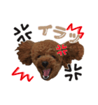 トイプードル～coto～ かわいい犬ver.（個別スタンプ：22）