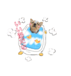 ポメキーな姫ちゃんその2（個別スタンプ：8）