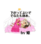 ポメキーな姫ちゃんその2（個別スタンプ：11）