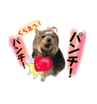 ポメキーな姫ちゃんその2（個別スタンプ：13）