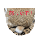 ラビのeveryday（個別スタンプ：2）