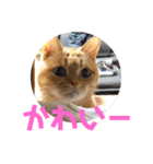 てっちゃんすたんぷ②（個別スタンプ：4）