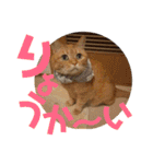 てっちゃんすたんぷ②（個別スタンプ：11）