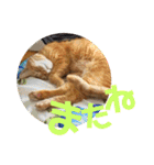 てっちゃんすたんぷ②（個別スタンプ：22）