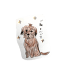犬のせんぱい ボーダーテリア 2（個別スタンプ：1）