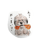 犬のせんぱい ボーダーテリア 2（個別スタンプ：10）