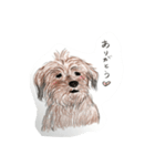 犬のせんぱい ボーダーテリア 2（個別スタンプ：13）