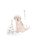 犬のせんぱい ボーダーテリア 2（個別スタンプ：15）