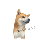 柴犬チョコスタンプ（個別スタンプ：1）