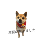 柴犬チョコスタンプ（個別スタンプ：3）