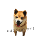 柴犬チョコスタンプ（個別スタンプ：4）