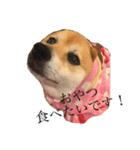 柴犬チョコスタンプ（個別スタンプ：5）