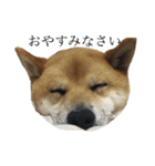 柴犬チョコスタンプ（個別スタンプ：7）
