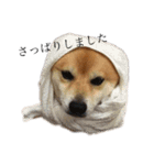 柴犬チョコスタンプ（個別スタンプ：11）