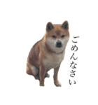 柴犬チョコスタンプ（個別スタンプ：12）