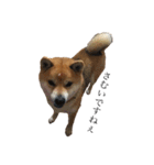 柴犬チョコスタンプ（個別スタンプ：14）