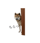 柴犬チョコスタンプ（個別スタンプ：16）