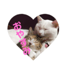 三毛猫ひまわり 白猫さくら（個別スタンプ：2）