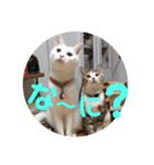 三毛猫ひまわり 白猫さくら（個別スタンプ：3）