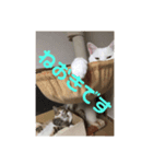 三毛猫ひまわり 白猫さくら（個別スタンプ：4）